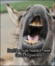 don't be a mule