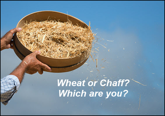 Psalm 1 wheat or chaff