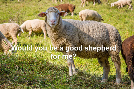 The Shepherd Test