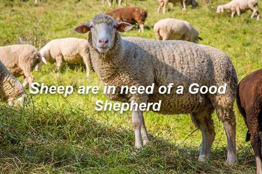 Sheep wander, they need a shepherd